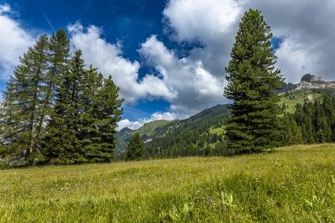 Amidst dense forests Stock Photos