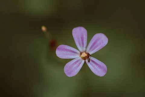 Amidst the grass, a tiny pink flower emerges, casting its subtle beauty upo.. Foto stock