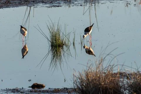 Amidst the marsh's tranquility, a duo of black-winged stilts is softly captur Stock Photos