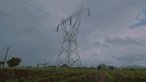 Amidst a multi-crop peanut and sugarcane field, a farmer walks along the edge un Vídeo Stock 341272247
