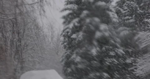 Amidst a powerful blizzard, the forest appears nearly monochromatic. Trees stand Stock Footage 253285312