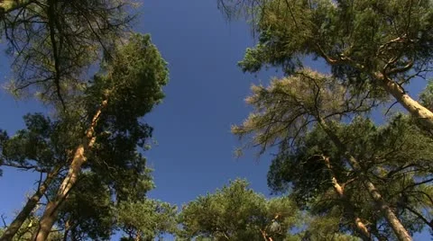 Amidst the trees on Bromlow Callow, Shropshire Stock-Footage 12042268