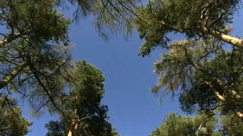 Amidst the trees on Bromlow Callow, Shropshire Stock-Footage 12042290