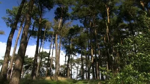 Amidst the trees on Bromlow Callow, Shropshire Video stock 12043589