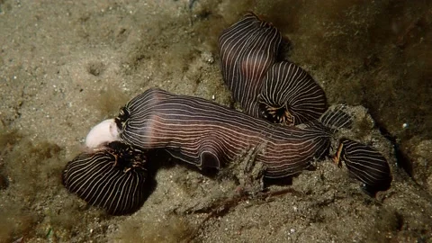 Amina sp slug feeding Stock Footage 233327183