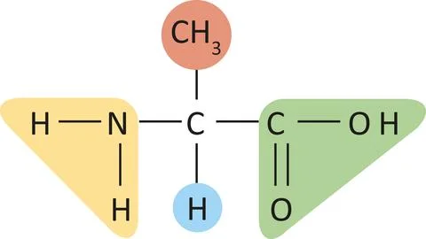 Amino acid Stock Illustration