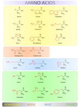 Amino acids table Stock Illustration