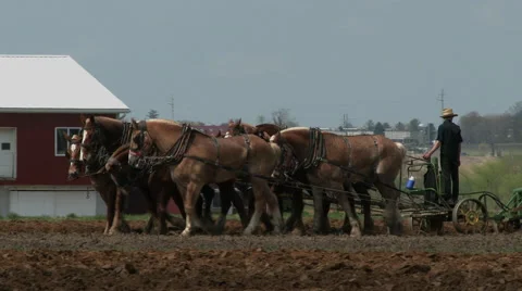 Amish boy plowing 2 Stock Footage 49535680