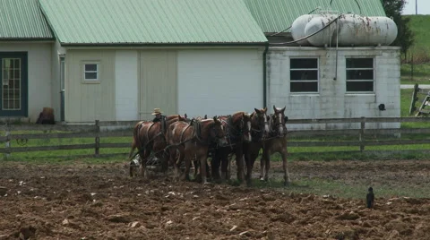 Amish boy plowing 5 Stock Footage 49536430