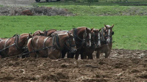Amish boy plowing 6 Stock Footage 49536637