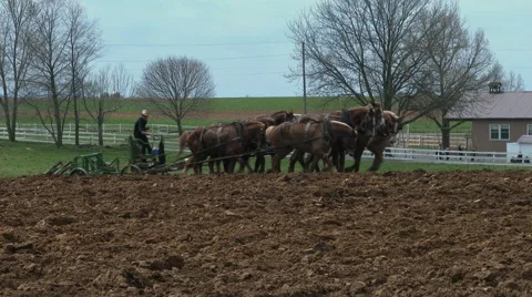 Amish boy plowing 7 Stock Footage 49536937