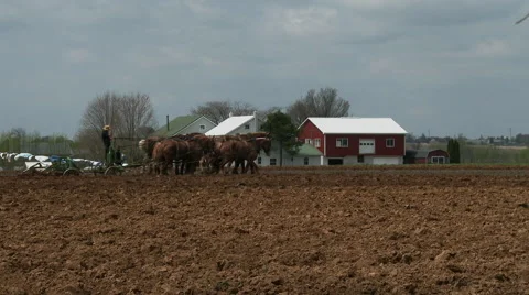 Amish boy plowing 9 Stock Footage 49537390