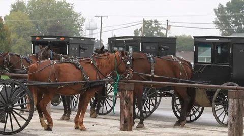 Amish buggies parked in a row Stock Footage 8777337