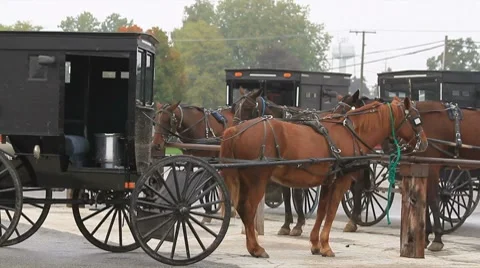 Amish buggies wait for their drivers Stock Footage 8777307