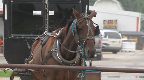 Amish buggy Stock Footage 8777301