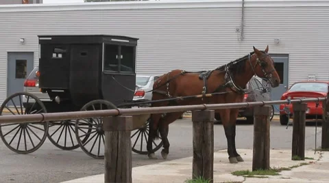 Amish buggy at rest Stock Footage 8777319