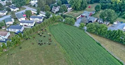 Amish Cows in field Stock Photos