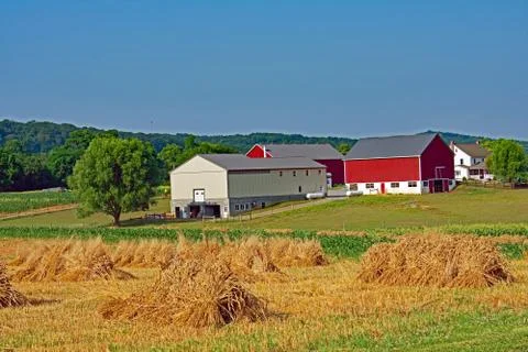On the Amish Farm 库存照片
