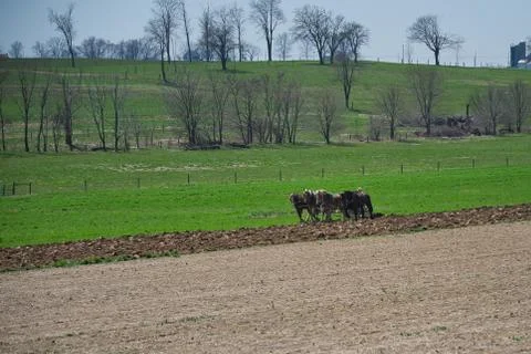 Amish Farmer Turning the Soil Pulled by a team of Horses Stock Photos