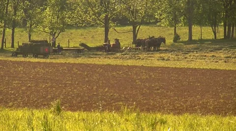 Amish Farmers Preparing Plow Stock Footage 11016781