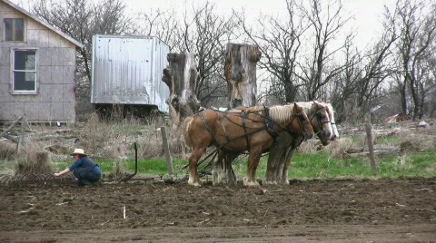 Amish Horses Stock Footage
