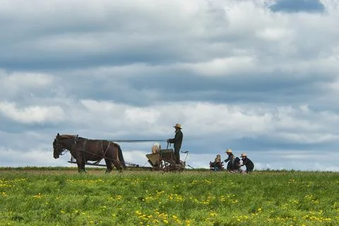 An Amish Man Working the Fields Controlling 2 Horses With 5 of His Children Foto stock