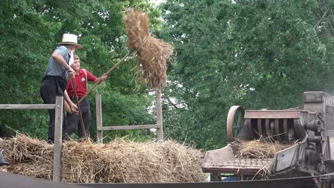 Amish Pitching Wheat into Thresher Stock Footage 115469729