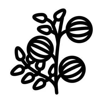 Amla ayurvedic herb line icon vector illustration 스톡 일러스트