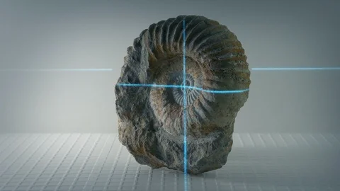 Ammonite Ancient Shell Fossil Being Scanned Video stock 98745755