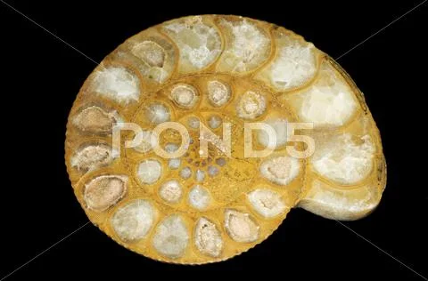 Ammonite fossil Stock Photos
