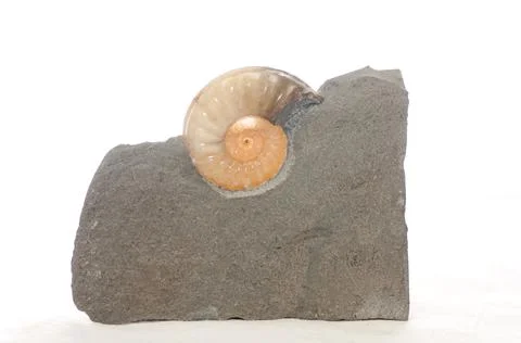 Ammonite fossil sample Stock Photos