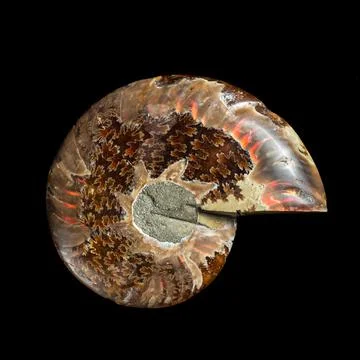 Ammonite fossil shell Stock Photos