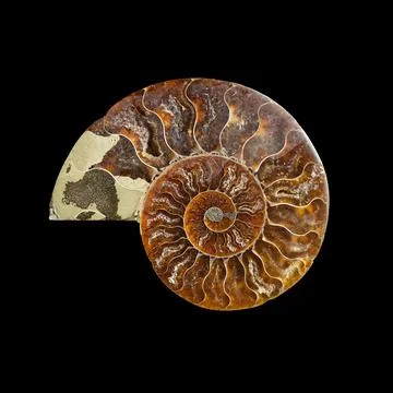 Ammonite fossil shell Stock Photos