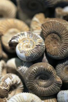Ammonite fossil texture Stock Photos