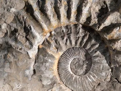 Ammonite fossil texture Stock Photos