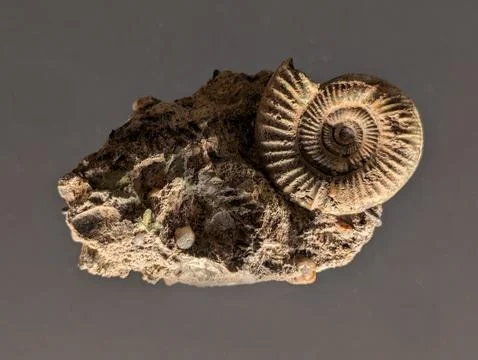 Ammonite fossil texture Stock Photos