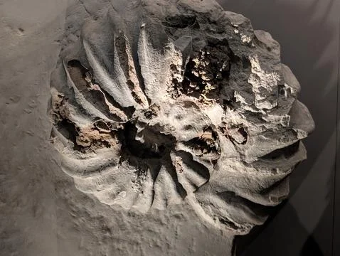 Ammonite fossil texture Stock Photos