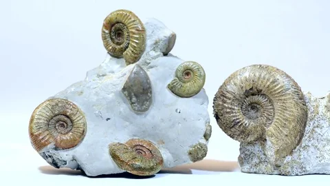 Ammonite Fossiles. Stock Footage 81037082