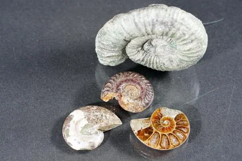 Ammonite is a fossilization Stock Photos