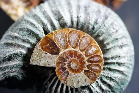 Ammonite is a fossilization Stock Photos