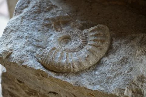 Ammonite is a fossilization Stock Photos