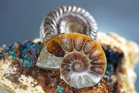 Ammonite is a fossilization Stock Photos