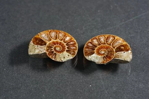 Ammonite is a fossilization Stock Photos