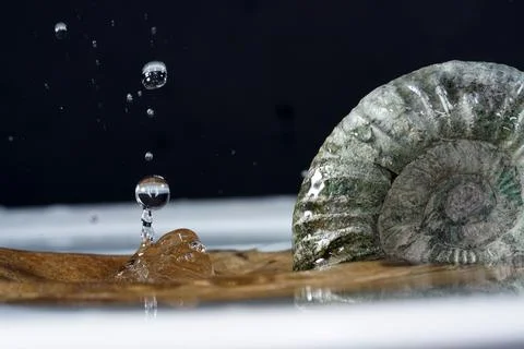 Ammonite is a fossilization Stock Photos