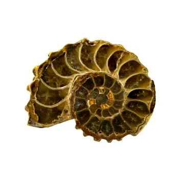 Ammonite isolated Stock Photos