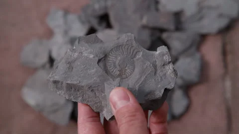 Ammonite Lifted Up in Sharp Focus Stock Footage 337140917