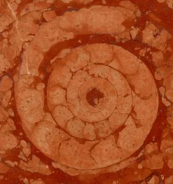 Ammonite in marble Stock Photos