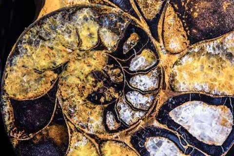 Ammonite From Morroco Stock Photos
