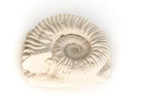 Ammonite - parawedekindia Stock Photos