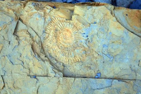 Ammonite Stock Photos